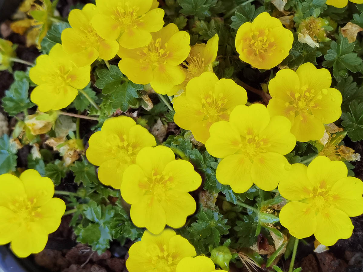 Potentilla verna ‘Nana’ in bloom on a sunny slope